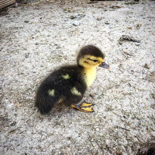 duck-ilgattoCarla-Alassio